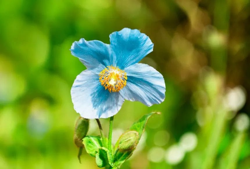 The National Flower of Bhutan – Blue Poppy