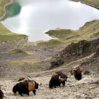 sagala lunana Windhorse Tours