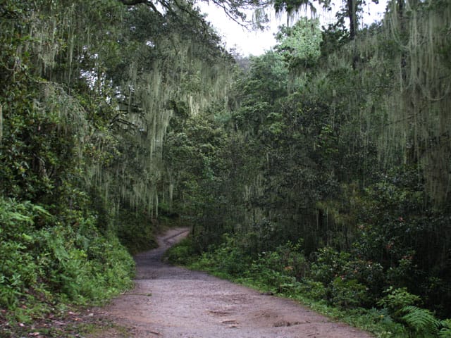 Paro