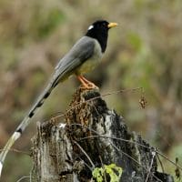 Birds Windhorse Tours