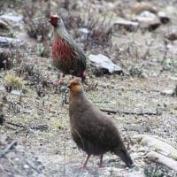 Blood Pheasant Couple Windhorse Tours