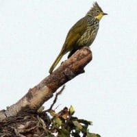 Birding, nature, Wildlife adventures in Mid -South Frontier.